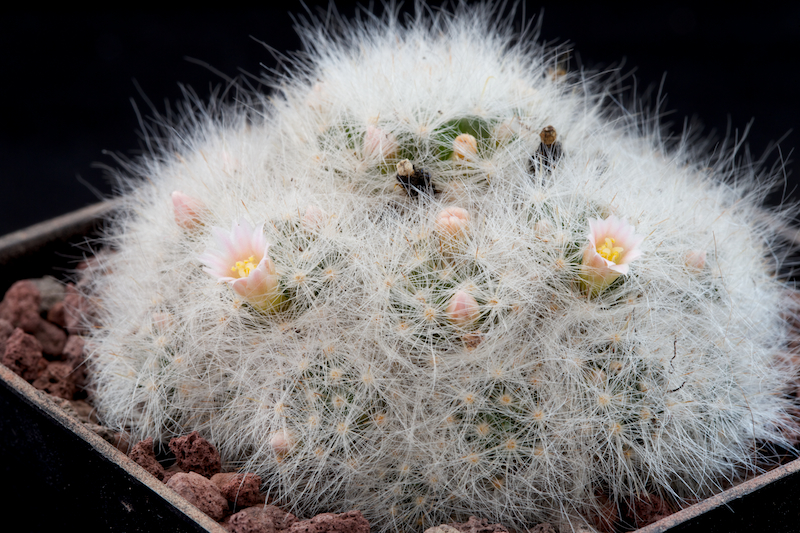 Mammillaria glassii SB 893