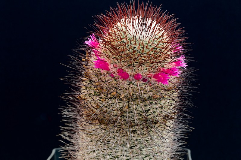 Mammillaria huitzilopochtli ssp. niduliformis LAU 1495