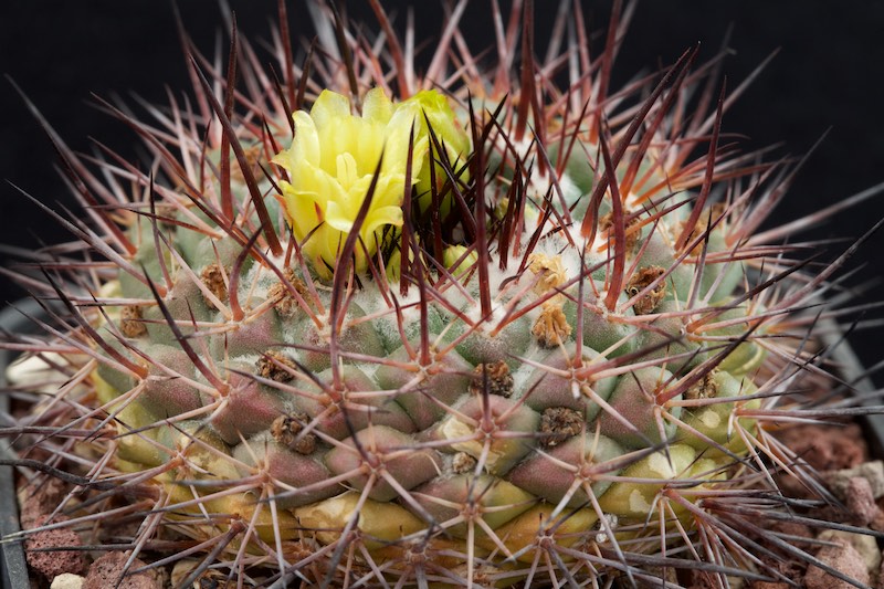 Mammillaria petrophila LAU 52