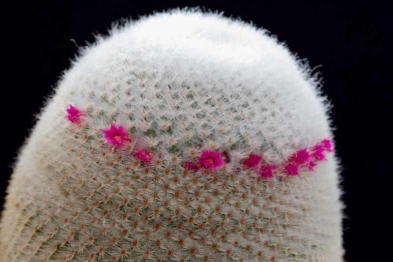 Mammillaria albilanata 