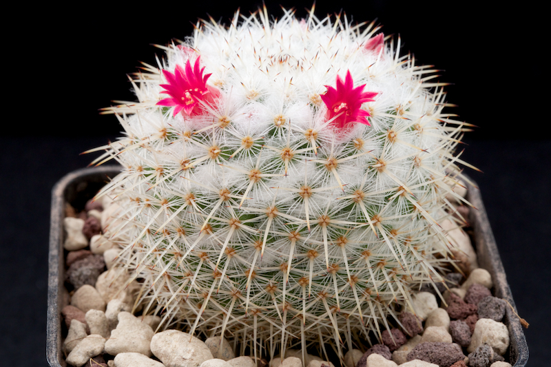 Mammillaria kunthii 