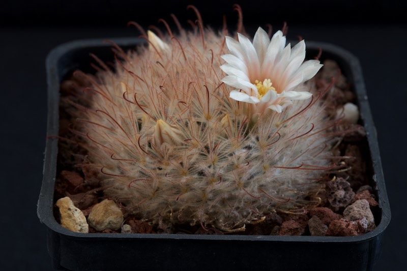 Mammillaria pennispinosa 