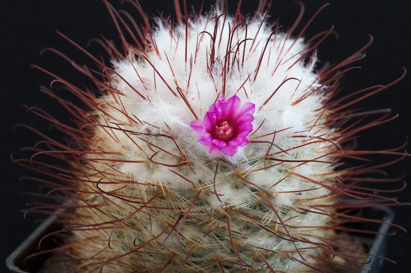 Mammillaria bombycina 