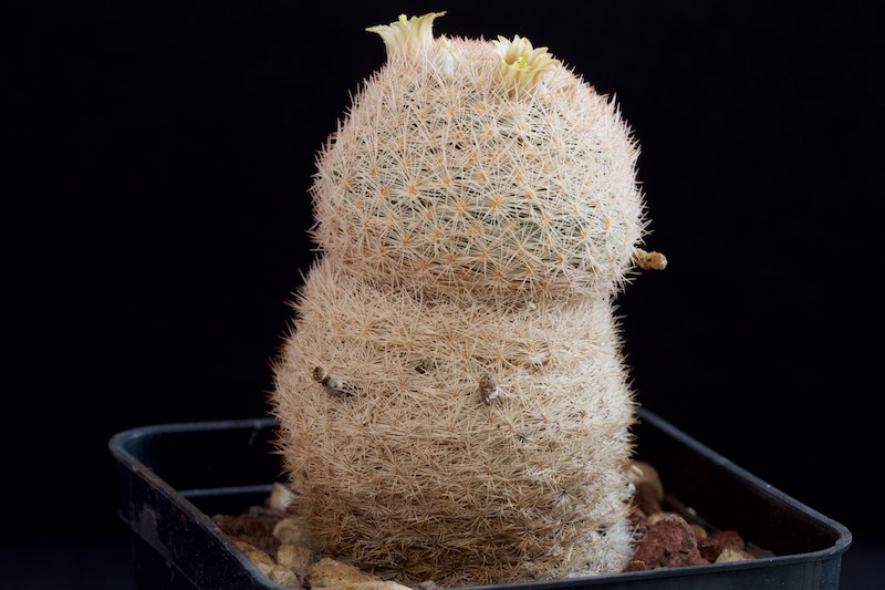 Mammillaria magallanii 