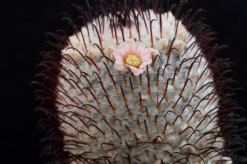 Mammillaria perezdelarosae 