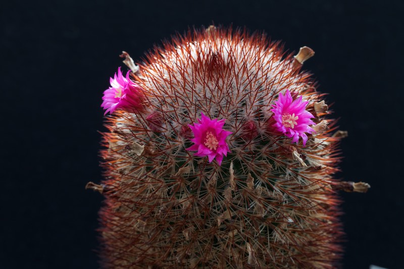 Mammillaria meyranii 