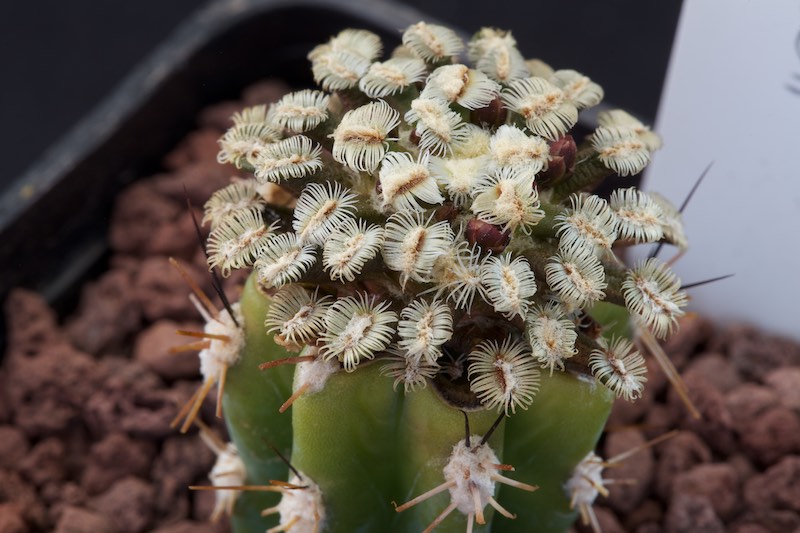 Mammillaria bertholdii 