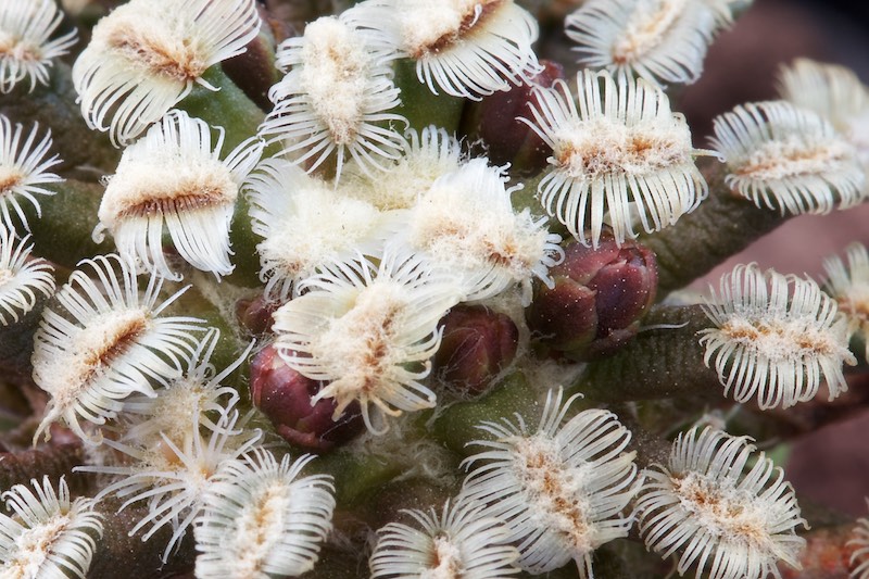 Mammillaria bertholdii 