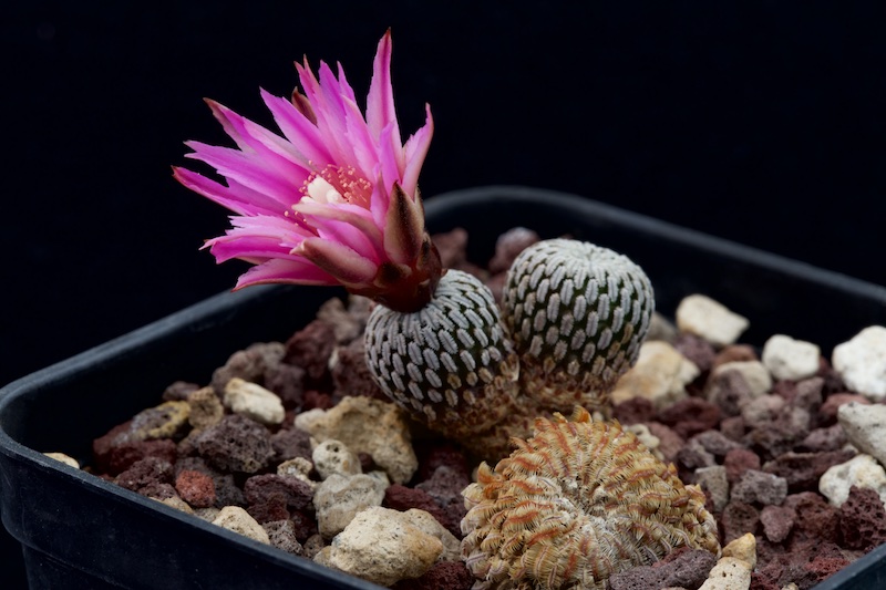 Turbinicarpus pseudopectinatus 