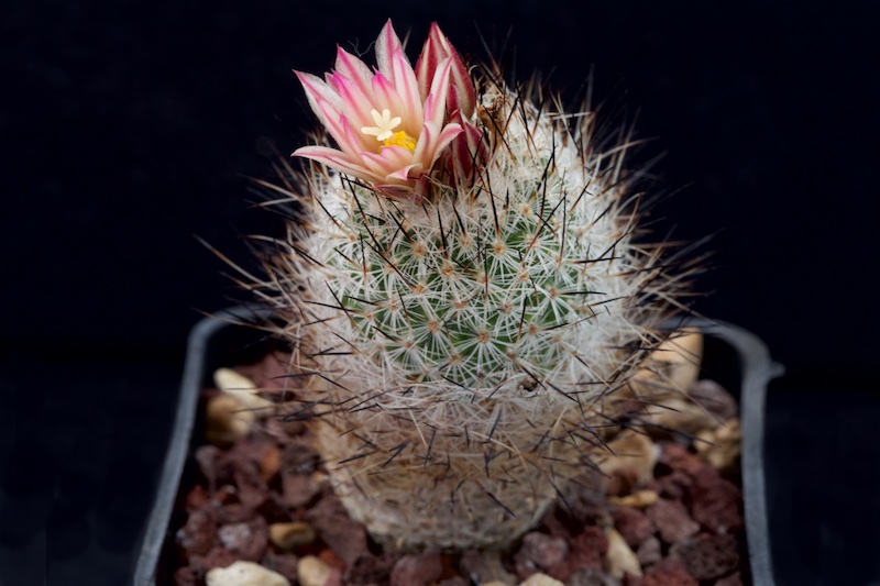 turbinicarpus subterraneus v. zaragozae