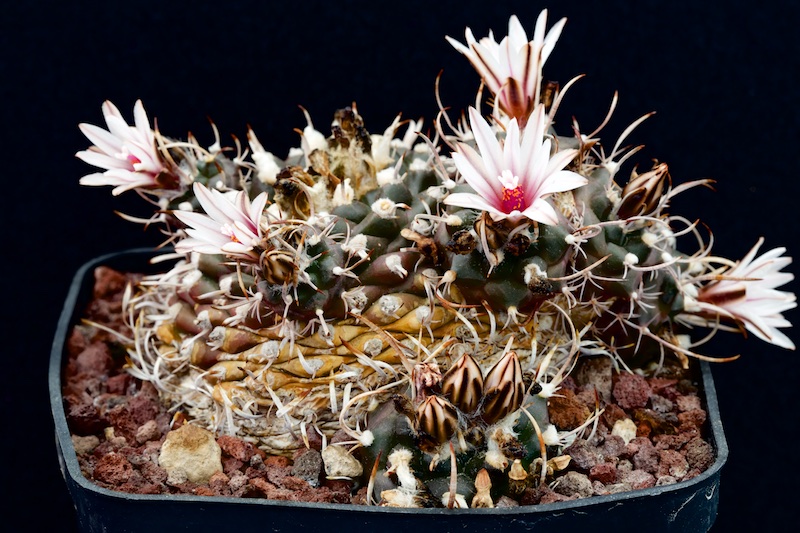 Turbinicarpus bonatzii 