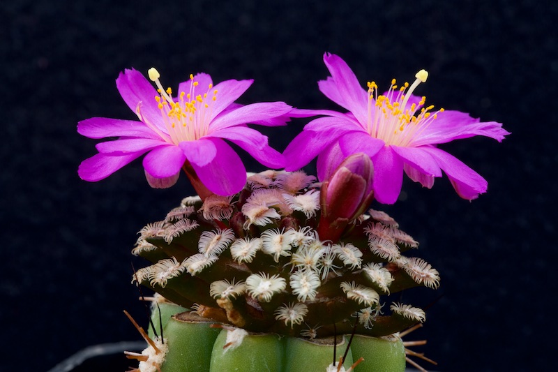 Mammillaria bertholdii 