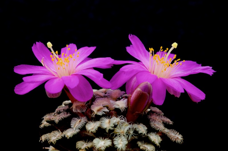 Mammillaria bertholdii 