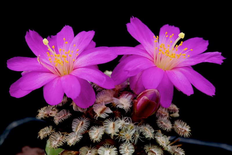 Mammillaria bertholdii 