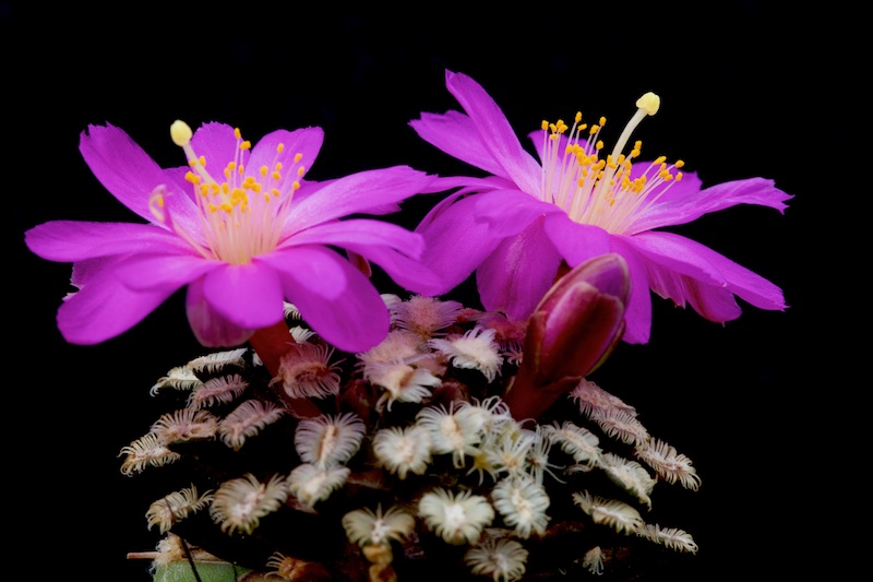 Mammillaria bertholdii 