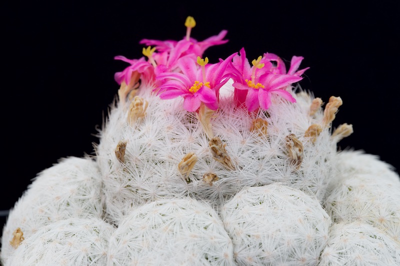 Mammillaria humboldtii 