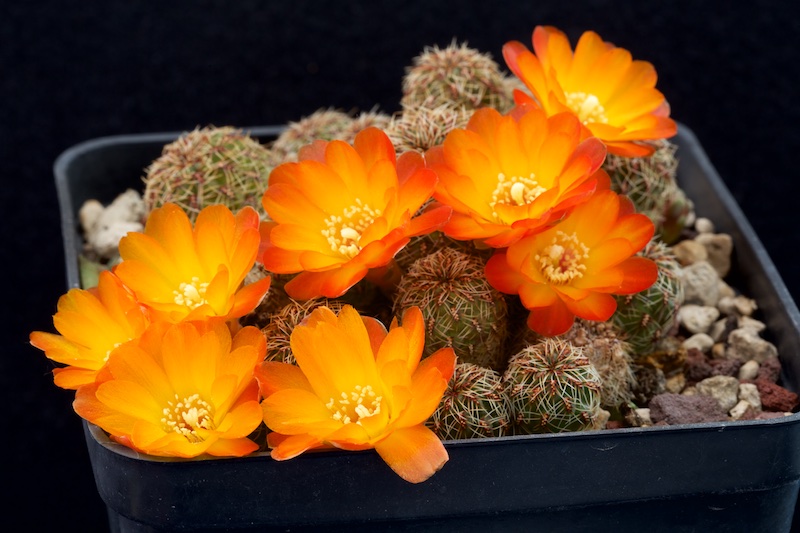 Sulcorebutia tarabucoensis v. aureiflora 