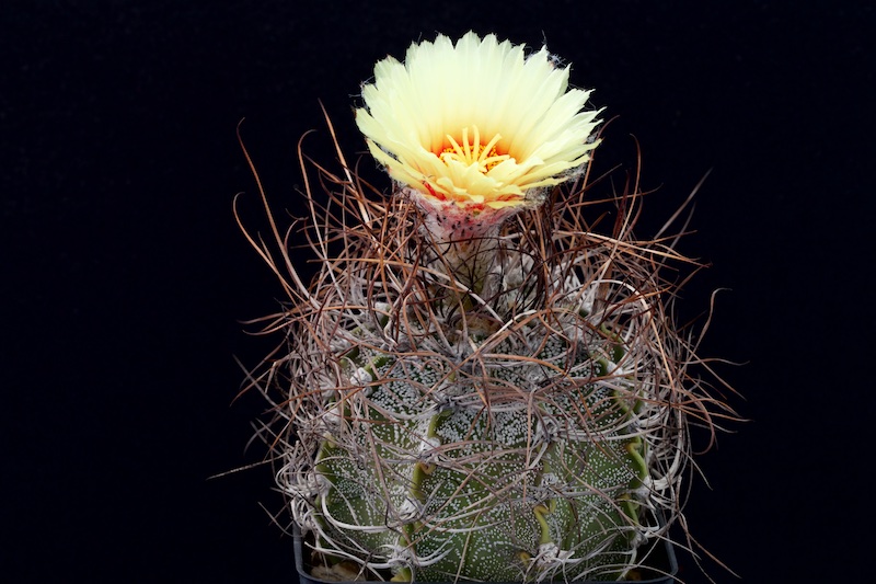 Astrophytum capricorne 