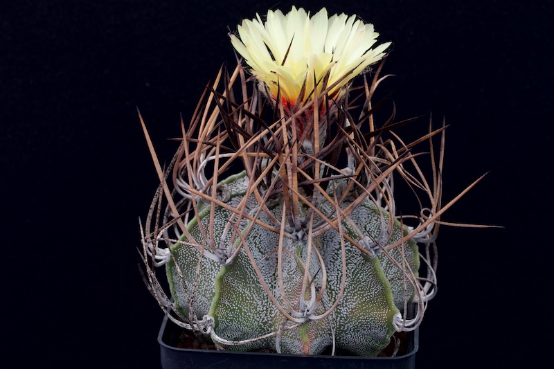Astrophytum capricorne v. niveum 