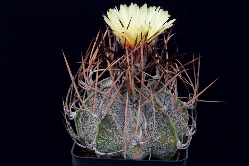 Astrophytum capricorne v. niveum 