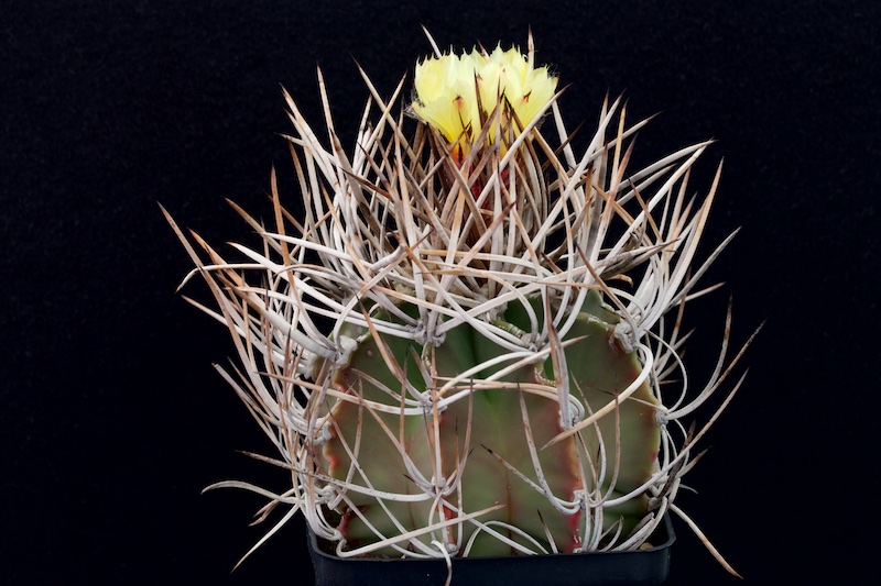 Astrophytum capricorne v. niveum f. nudum 