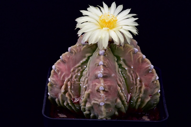 Astrophytum myriostigma cv. fukuryu 