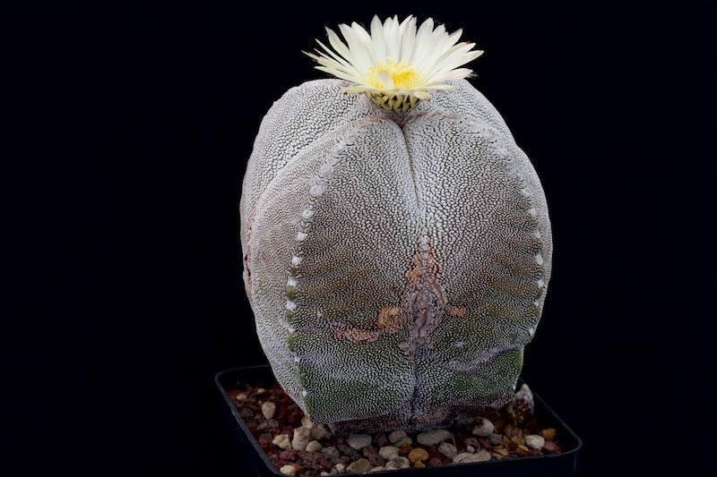 Astrophytum myriostigma f. quadricostatum cv. onzuka 