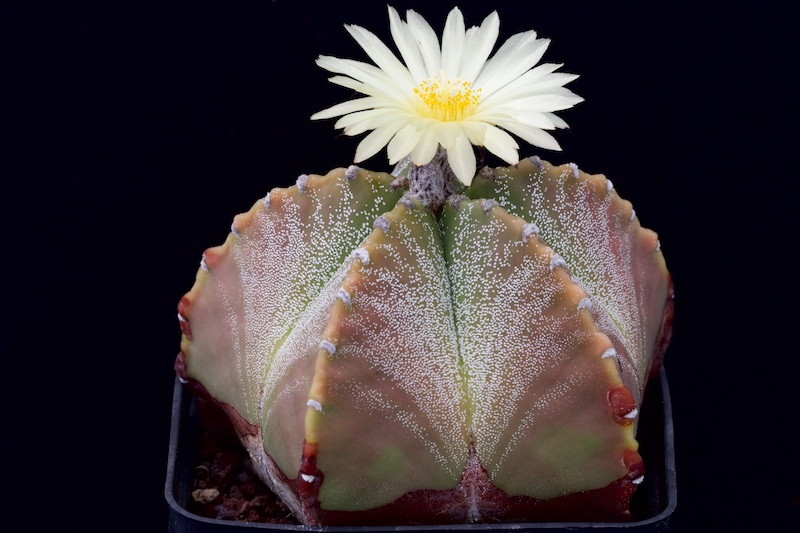 Astrophytum myriostigma hybrid 