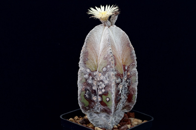 Astrophytum myriostigma v. columnare 