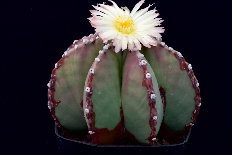 Astrophytum myriostigma v. nudum f. multicostatum 