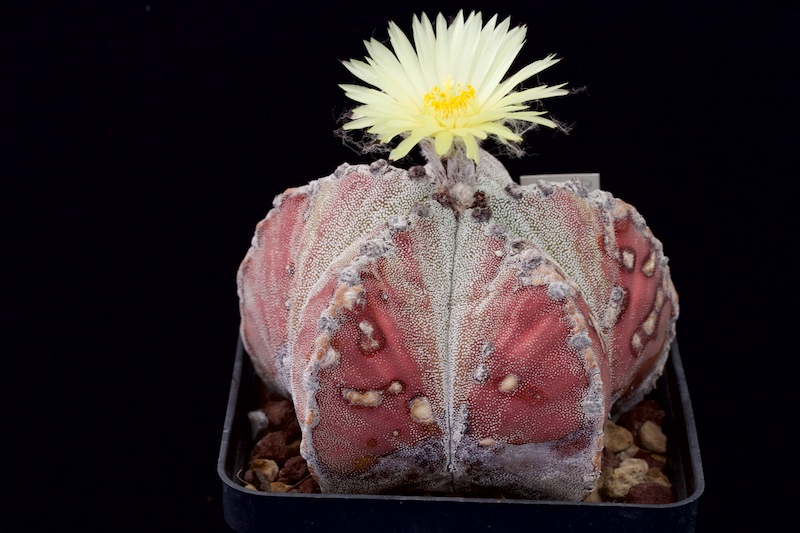 Astrophytum myriostigma v. potosinum 