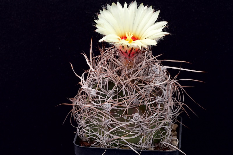 Astrophytum capricorne v. crassispinum 