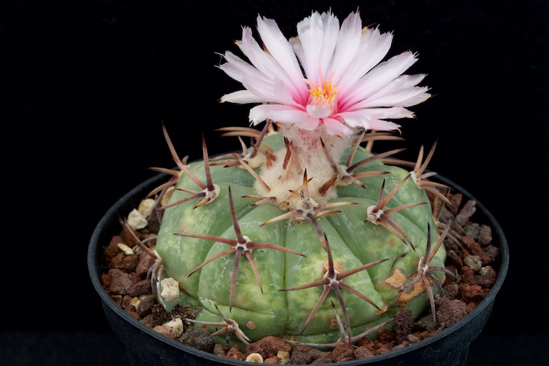 Echinocactus horizonthalonius 