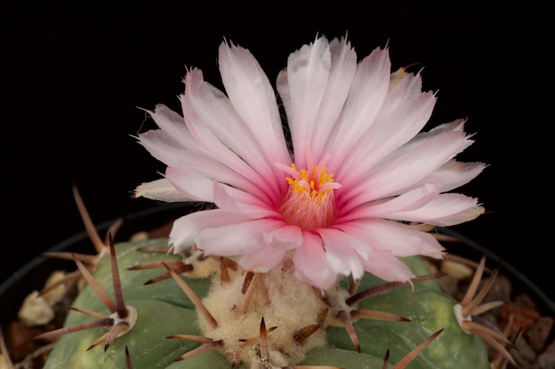 Echinocactus horizonthalonius 