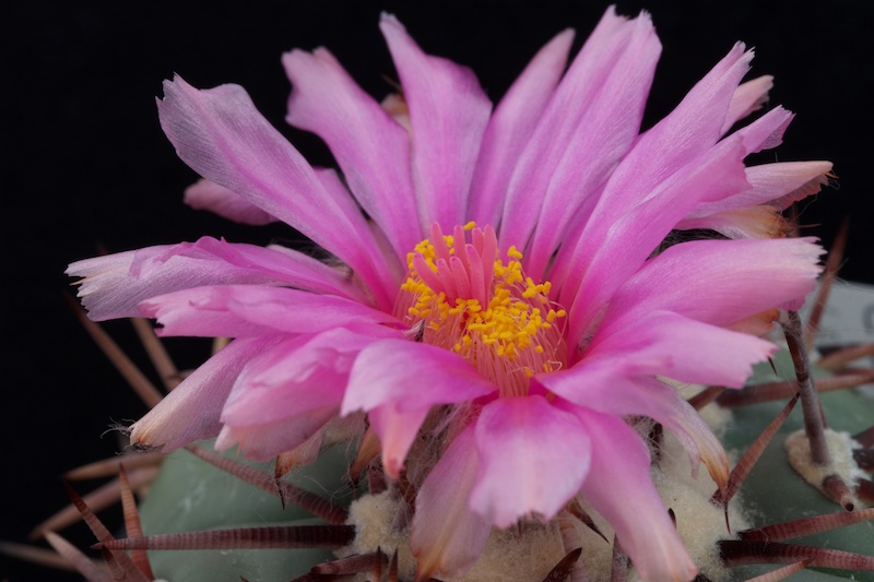 Echinocactus horizonthalonius 