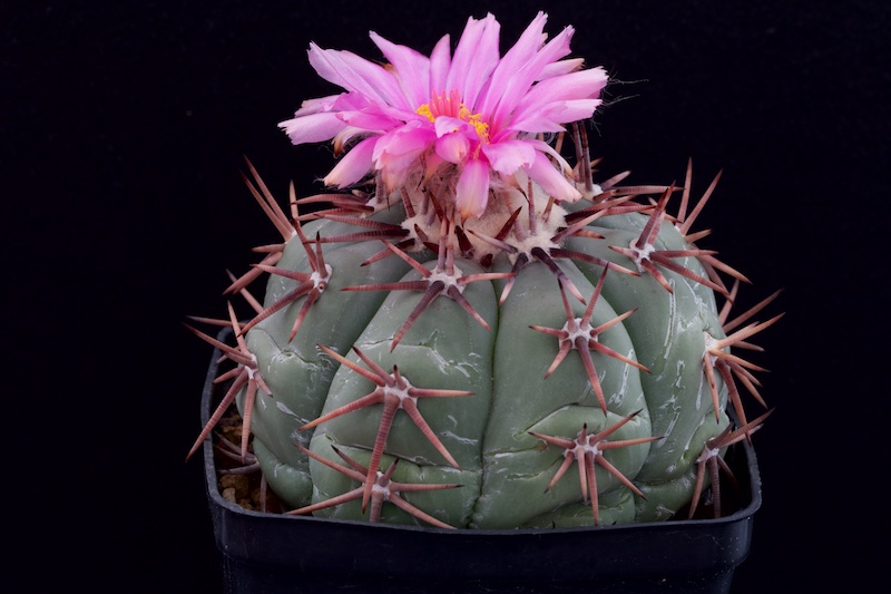 Echinocactus horizonthalonius 