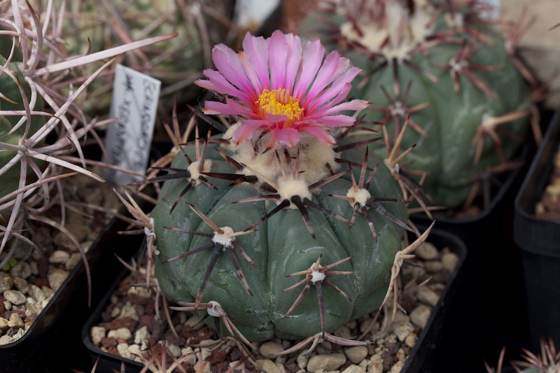 Echinocactus horizonthalonius 