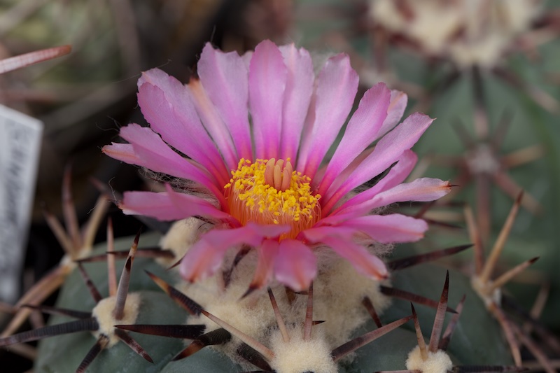 Echinocactus horizonthalonius 