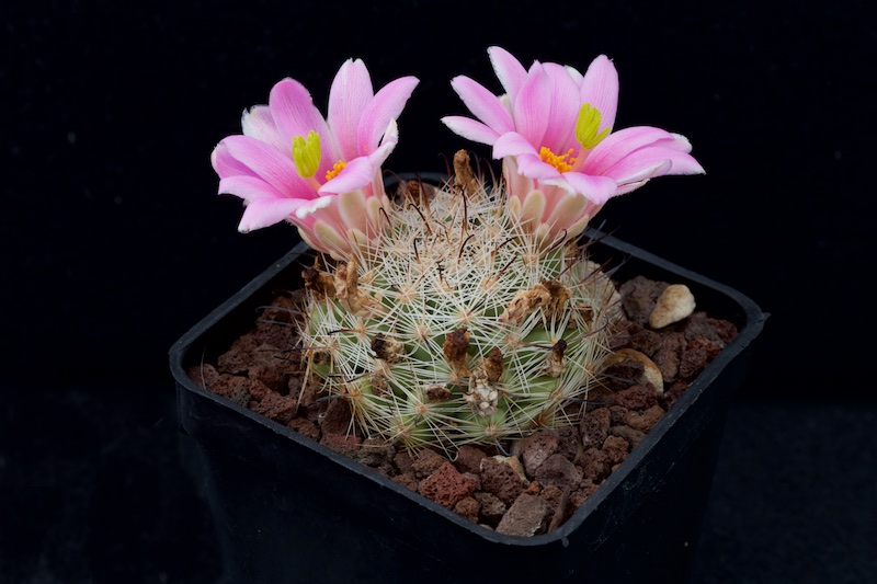 Mammillaria insularis 