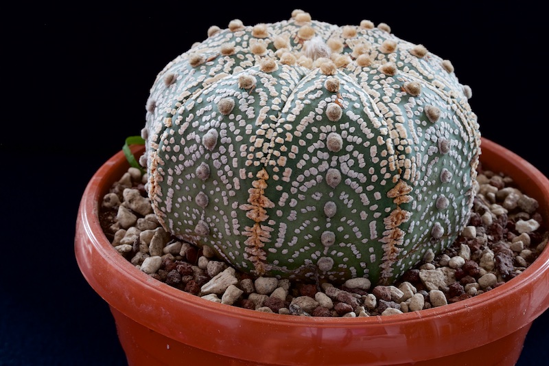 Astrophytum asterias cv. super kabuto 