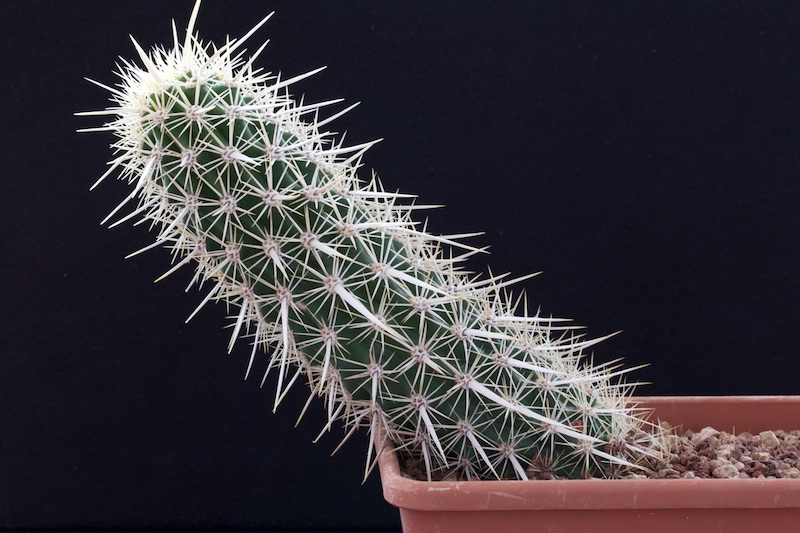 Machaerocereus eruca 