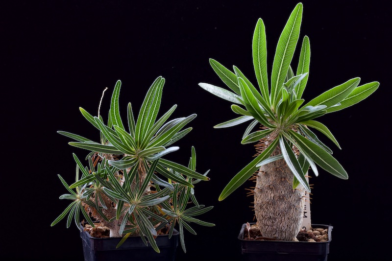 Pachypodium gracilius 