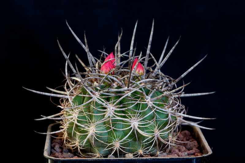 Neoporteria curvispina 