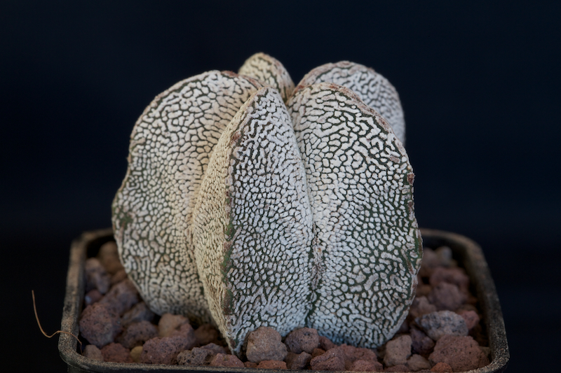 Astrophytum myriostigma cv. onzuka 