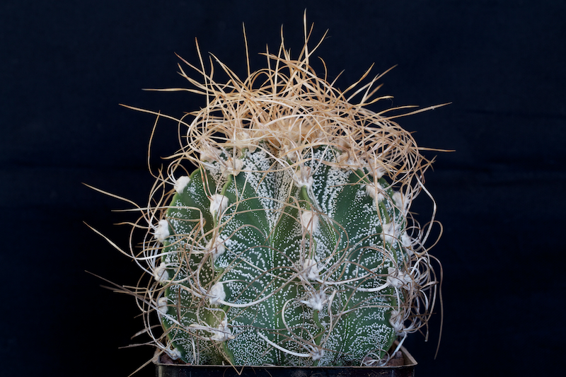 Astrophytum capricorne 