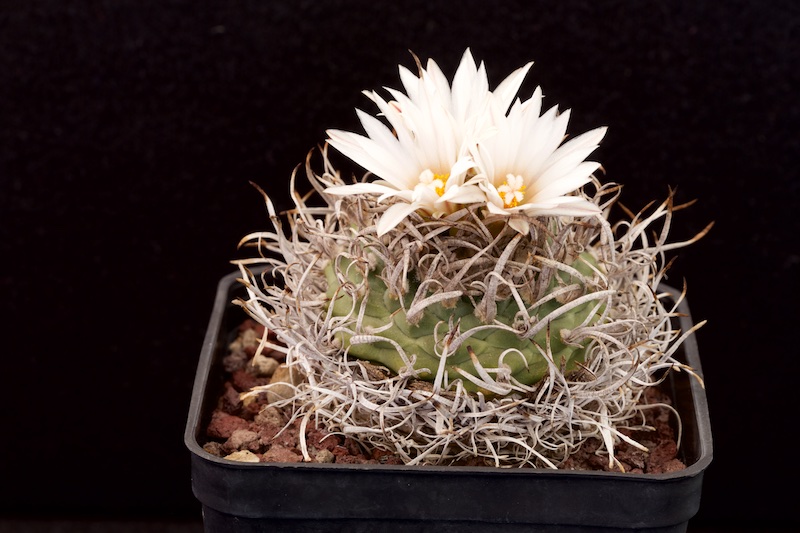 Turbinicarpus schwarzii 