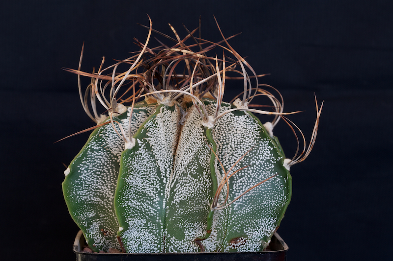 Astrophytum capricorne 