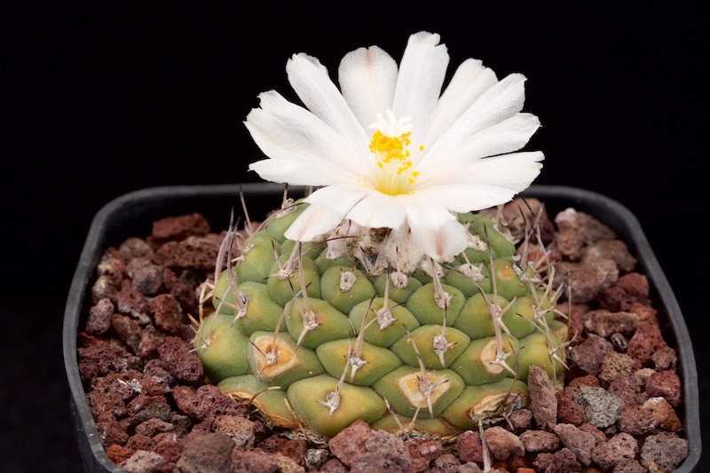 Turbinicarpus lophophoroides 