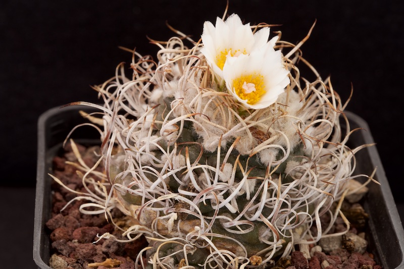 Turbinicarpus macrochele 