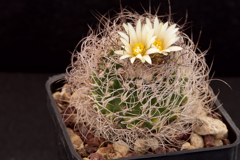 Turbinicarpus krainzianus 